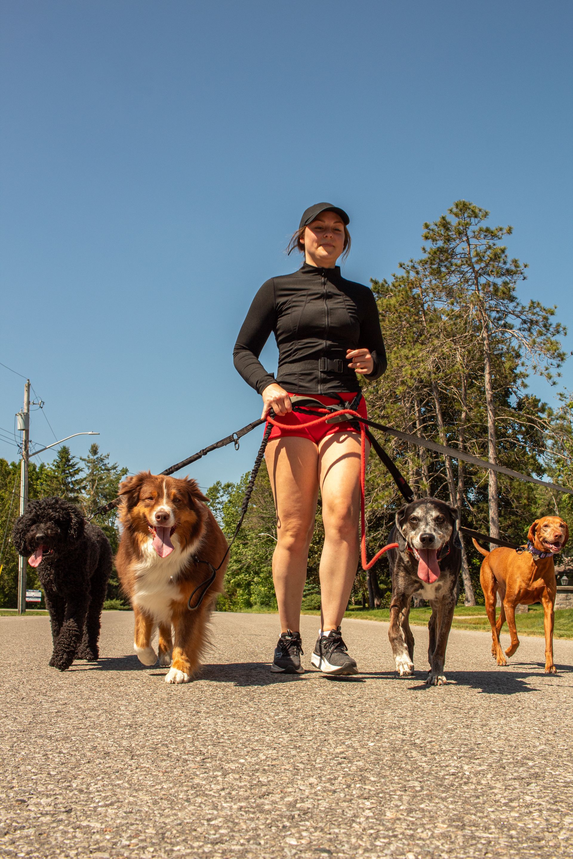 Woman running with four dogs on a paved path on a sunny day.