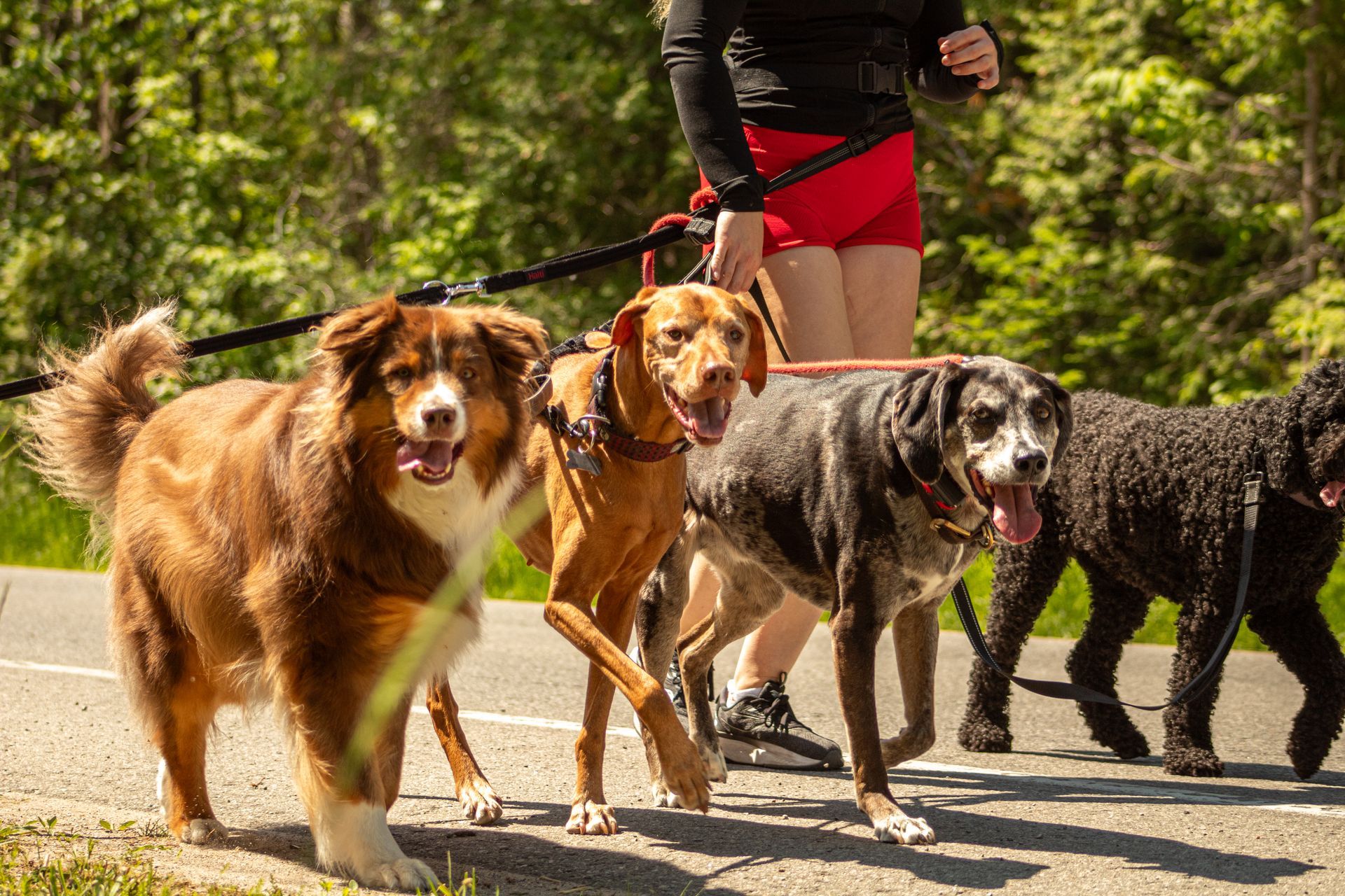 Person jogging with four dogs on leashes on a paved path near trees; dogs of various colors.