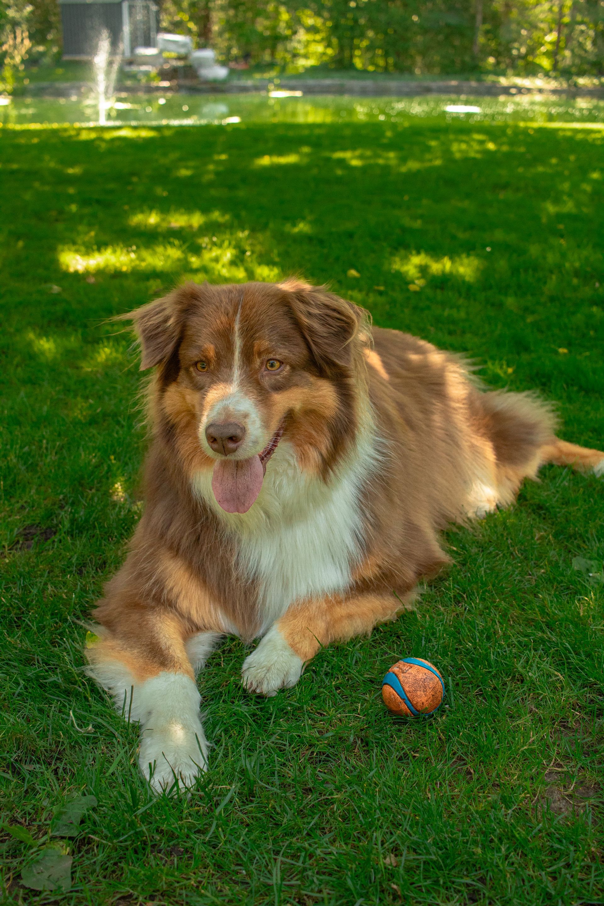 Brown and white dog laying on green grass next to a ball, with a fountain in the background.