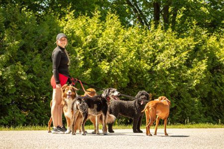 Woman walking six dogs on a path, with greenery in the background.