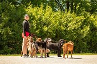 Woman walking six dogs on a path, with greenery in the background.