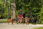 Woman standing with six dogs on a gravel path, surrounded by trees.