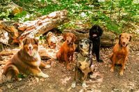 Six dogs sit in a forest. A brown and white dog on left, reddish-brown and black dogs, all look at camera.