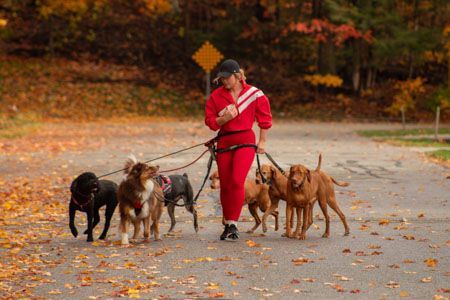 Woman walks several dogs on leashes on a road with autumn foliage.