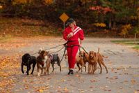 Woman walks several dogs on leashes on a road with autumn foliage.