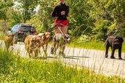 A person runs with several dogs harnessed to them on a road, a black car follows.