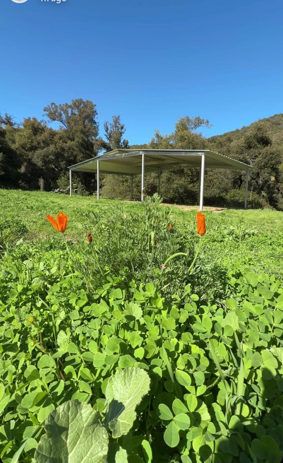 A field of green plants with a soccer goal in the background.