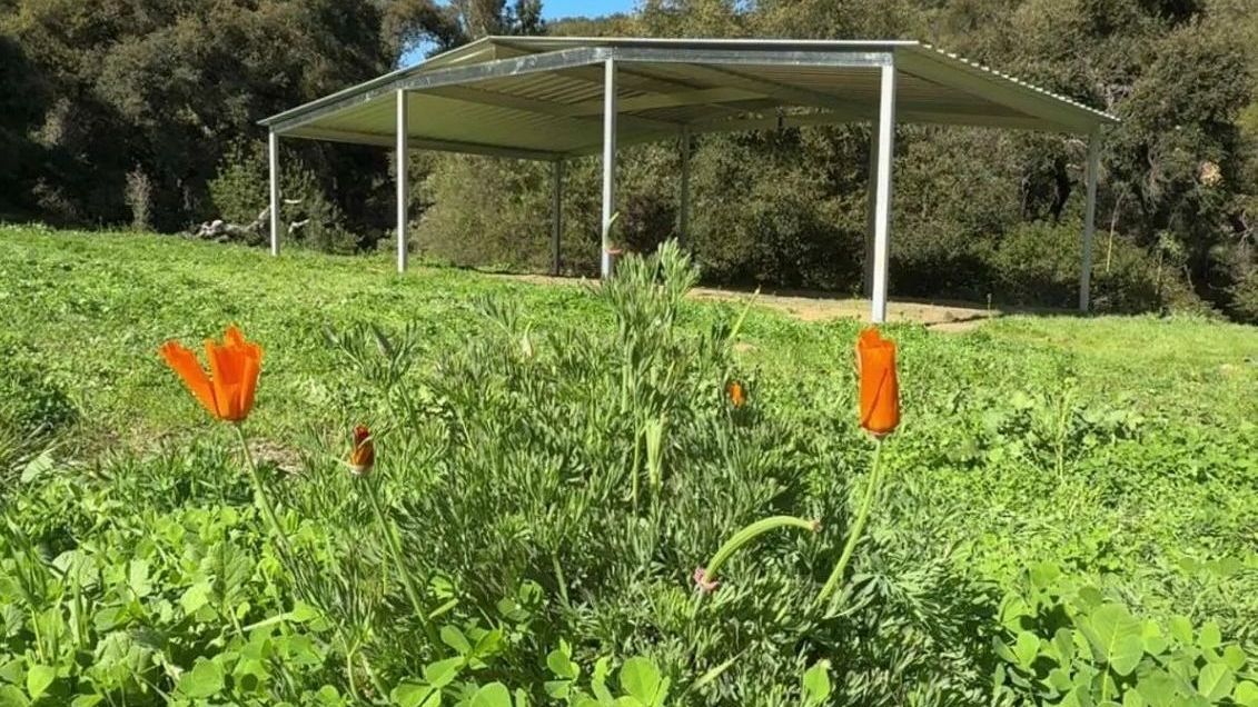 A field of grass with flowers and a shed in the background.