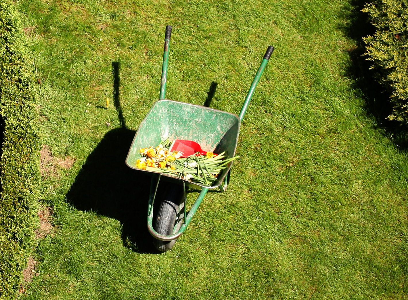 Green wheelbarrow with garden clippings on a grassy lawn, viewed from above.