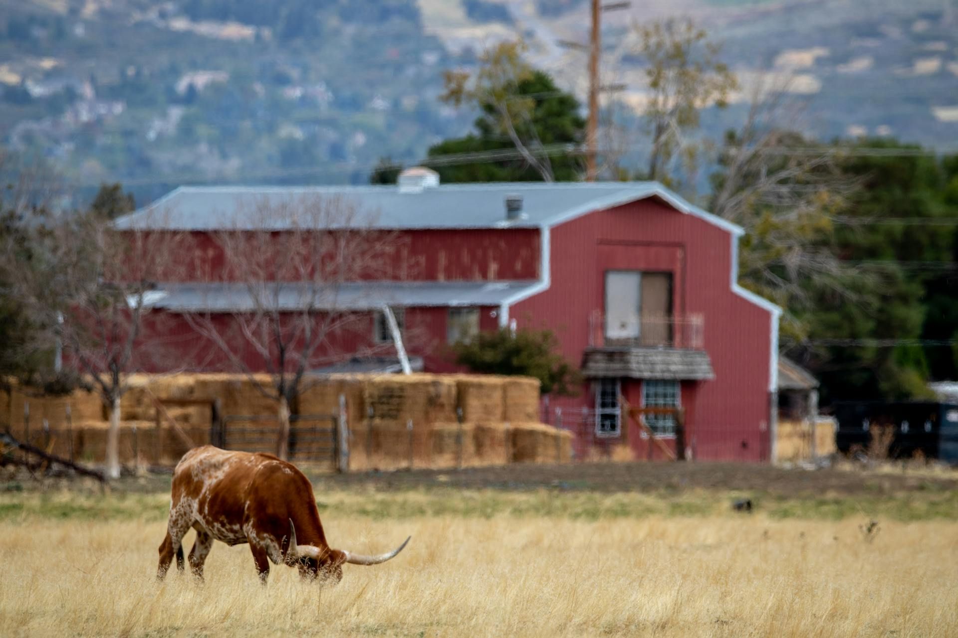 A cow is grazing in a field in front of a red barn.