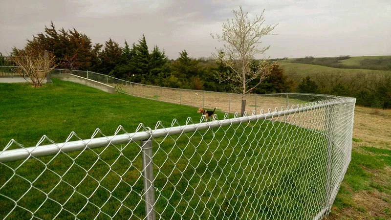 A small dog stands on a grassy lawn enclosed by a chain-link fence, with trees and a hilly landscape in the background.