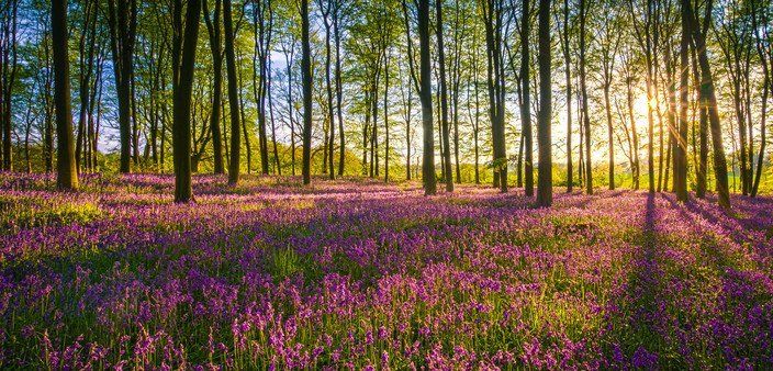Field with trees and purple flowers
