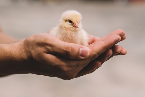 avicoltura in azienda agricola