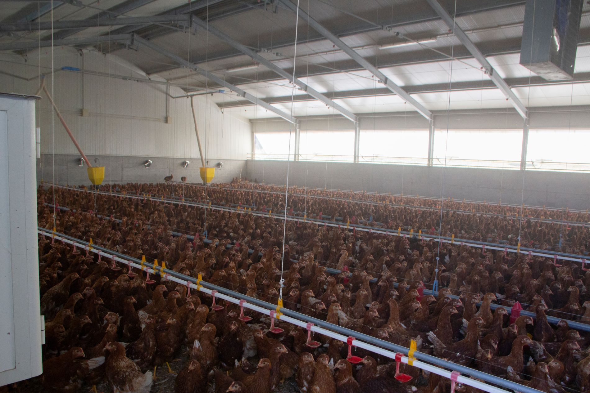 recinto azienda commercio pulcini