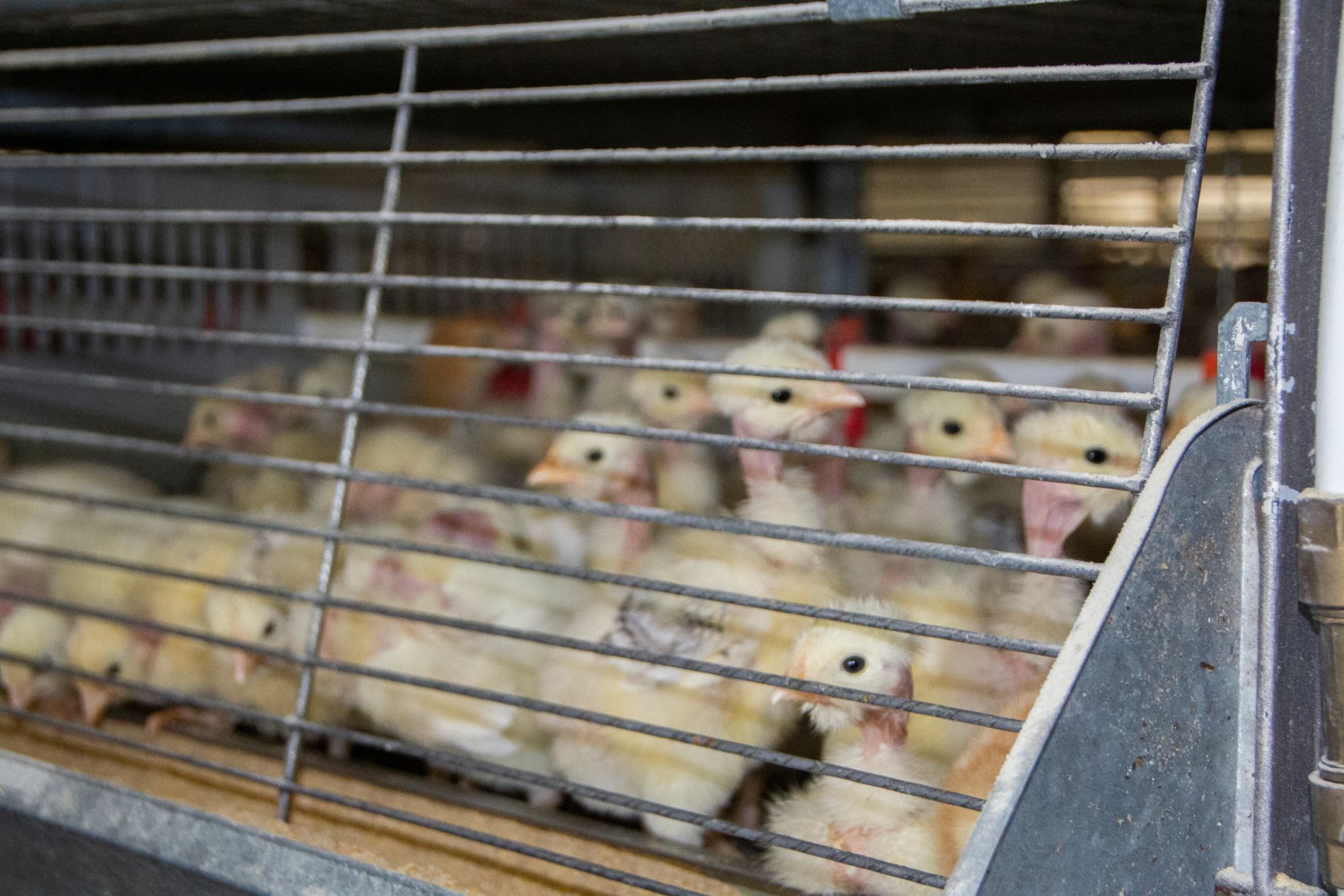 gabbie per allevamento e commercio pulcini