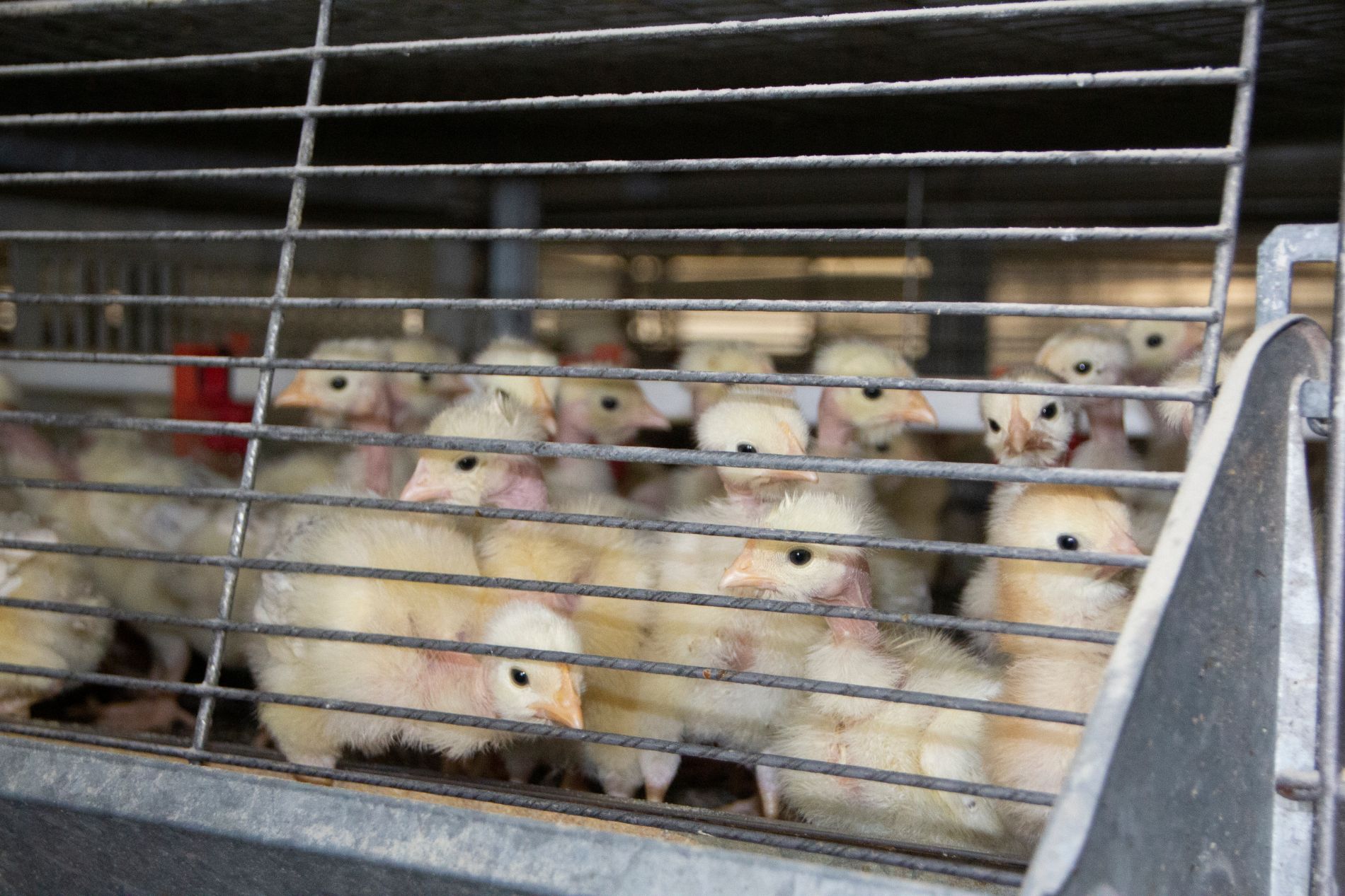 attività di commercio pulcini