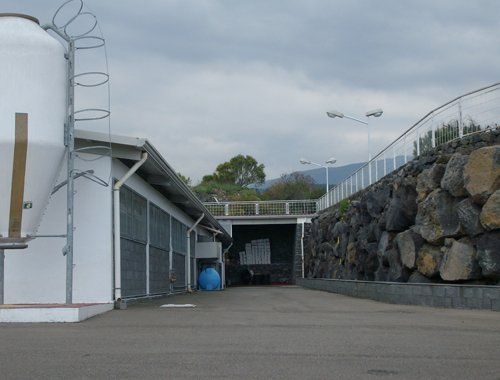 cortile interno azienda commercio pulcini