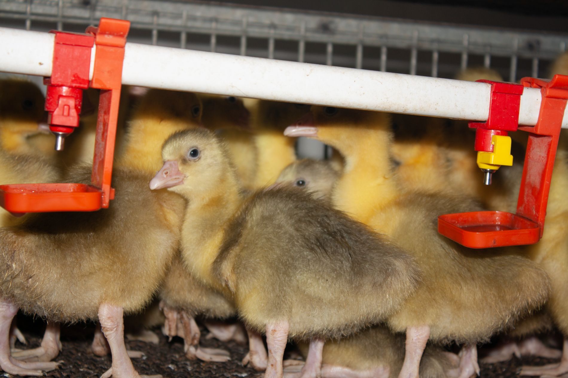 pulcini d'allevamento