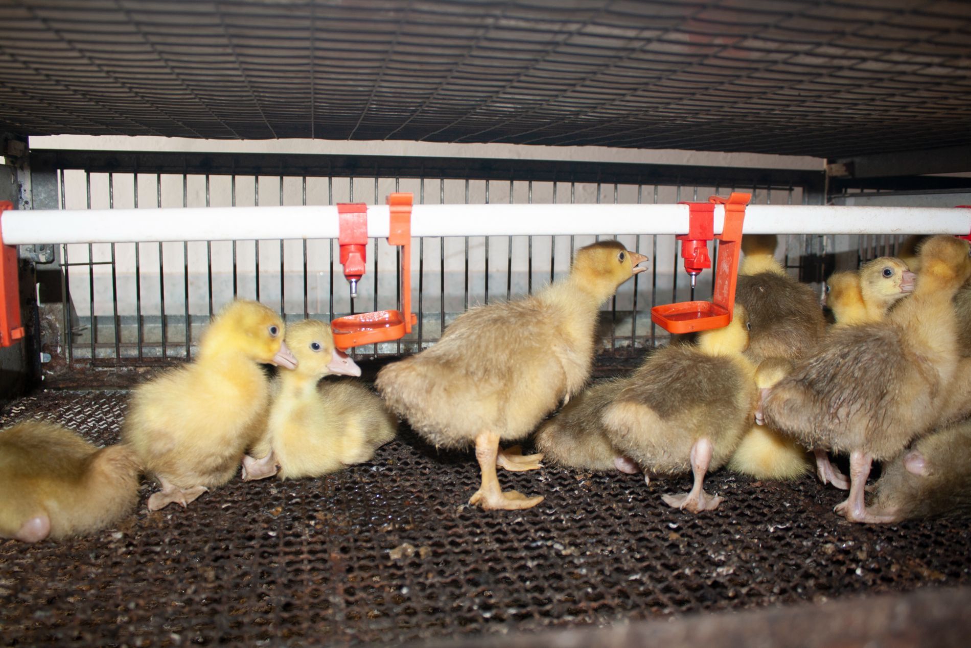gabbia di pulcini in allevamento