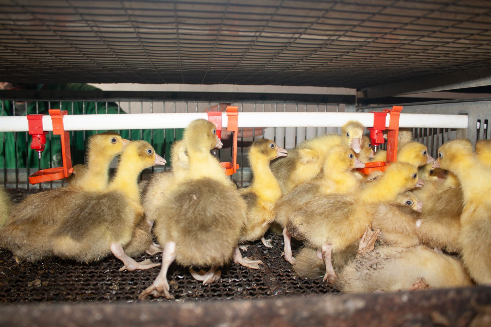 pulcini d'allevamento