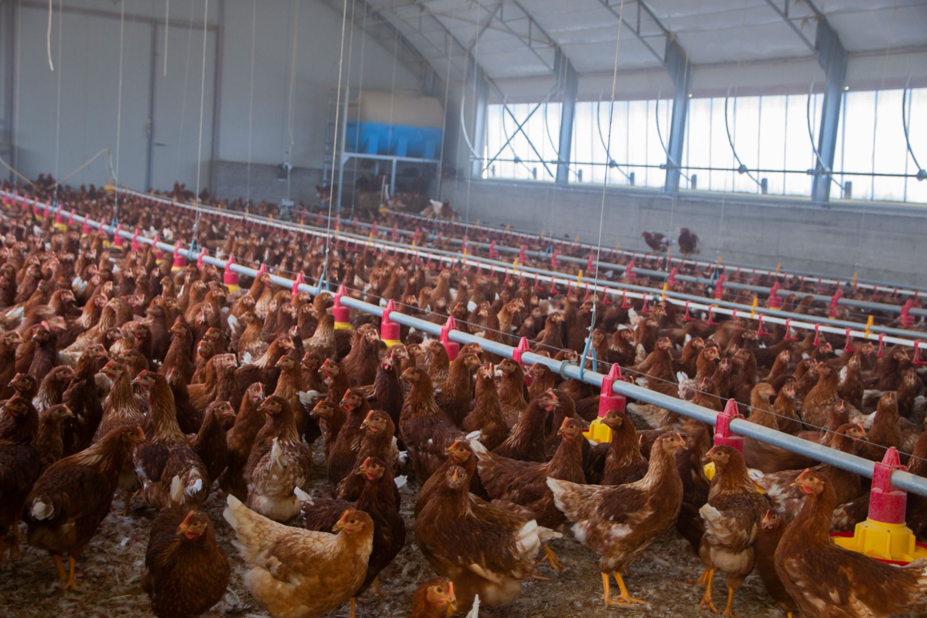 gruppo di polli in allevamento