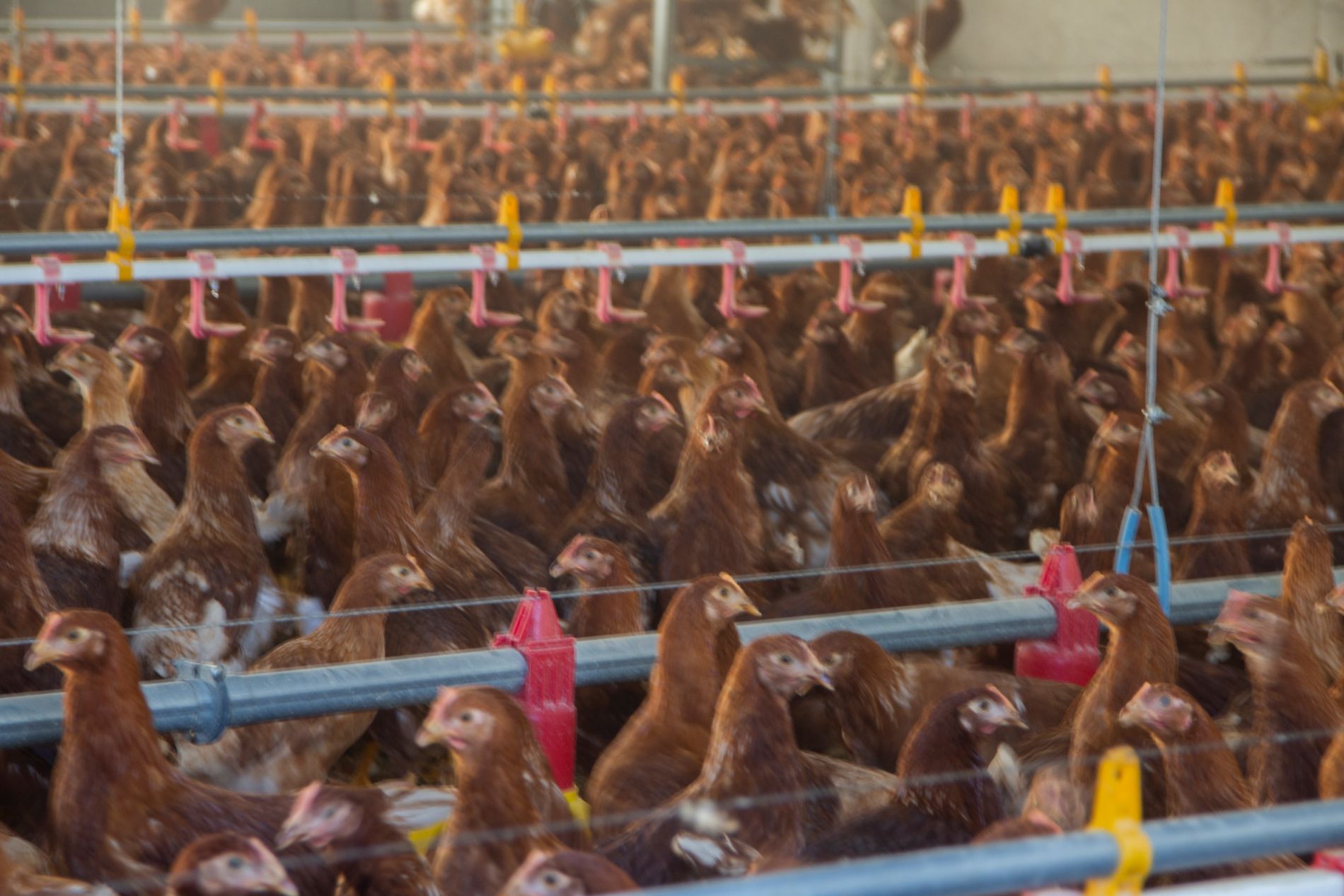 grande allevamento pollame