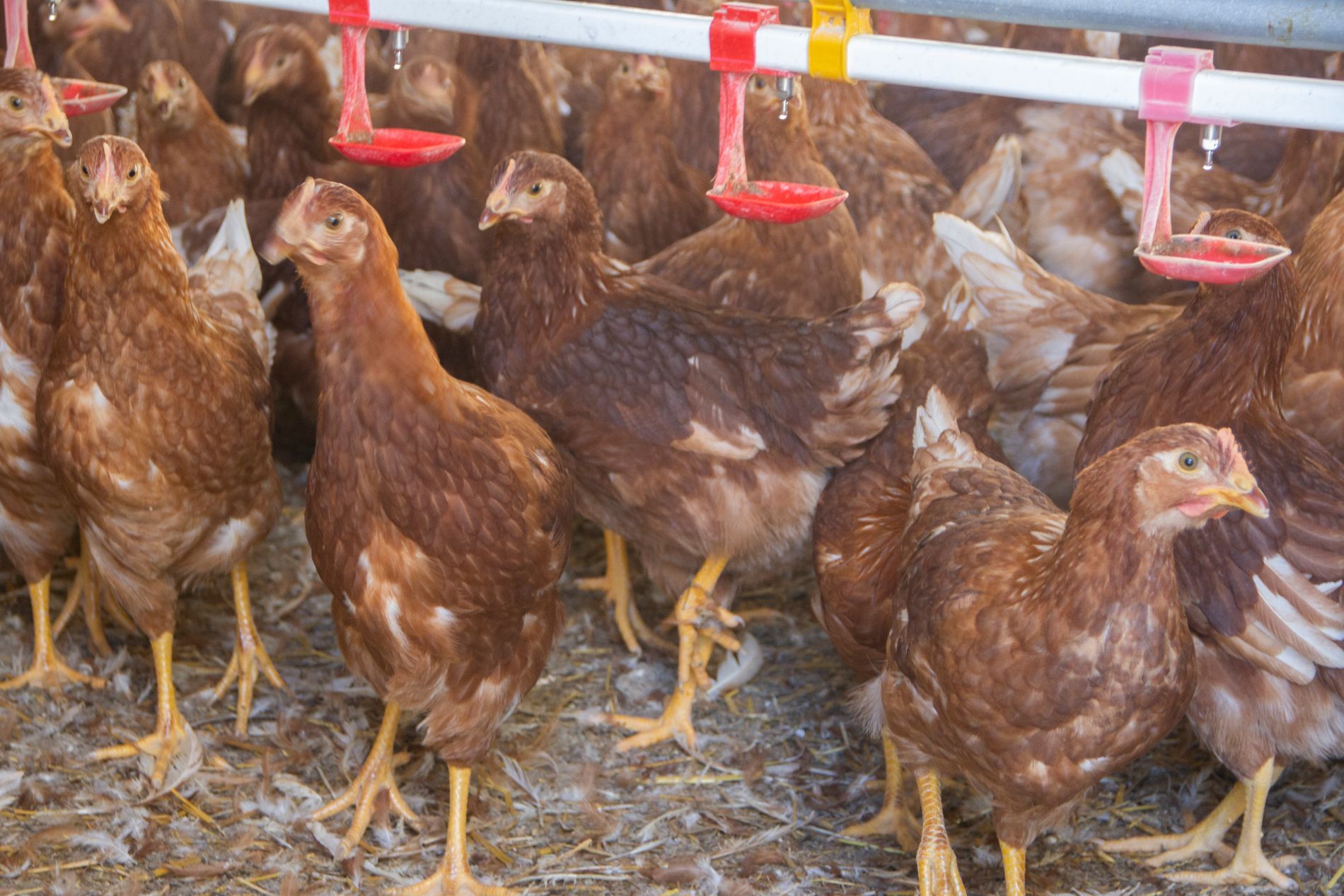 galli in allevamento