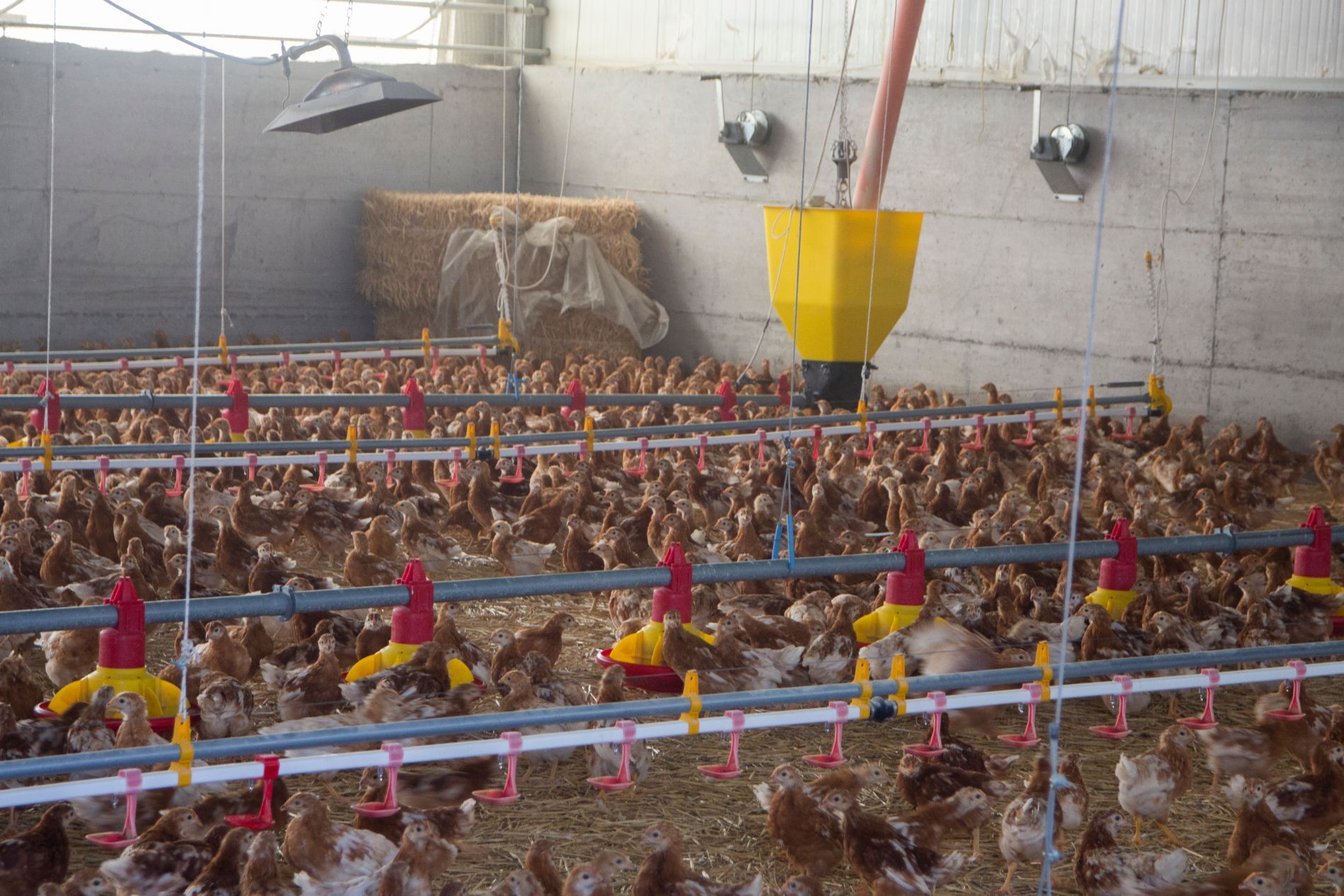 foraggio allevamento pollame