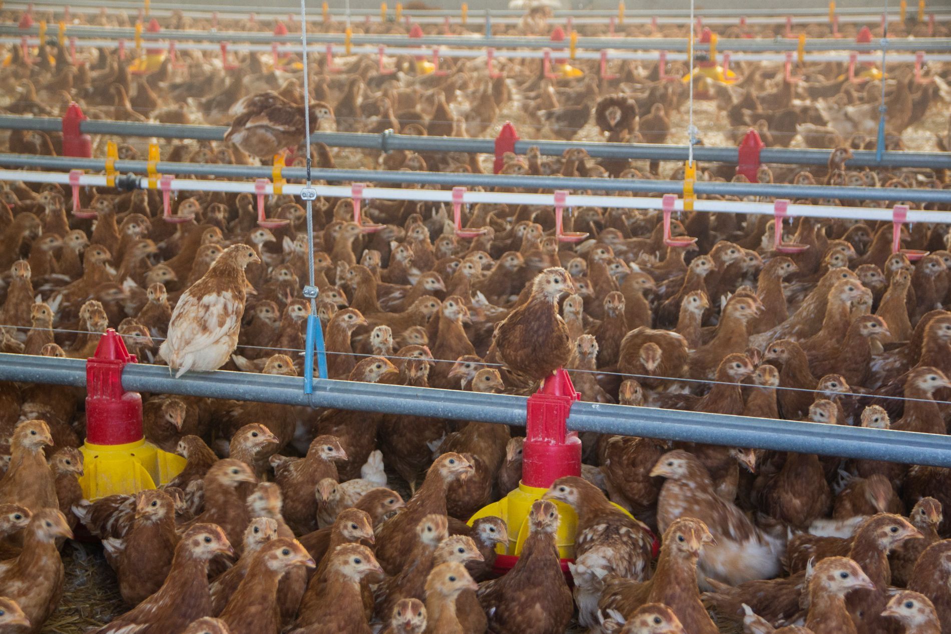 allevamento di pollame