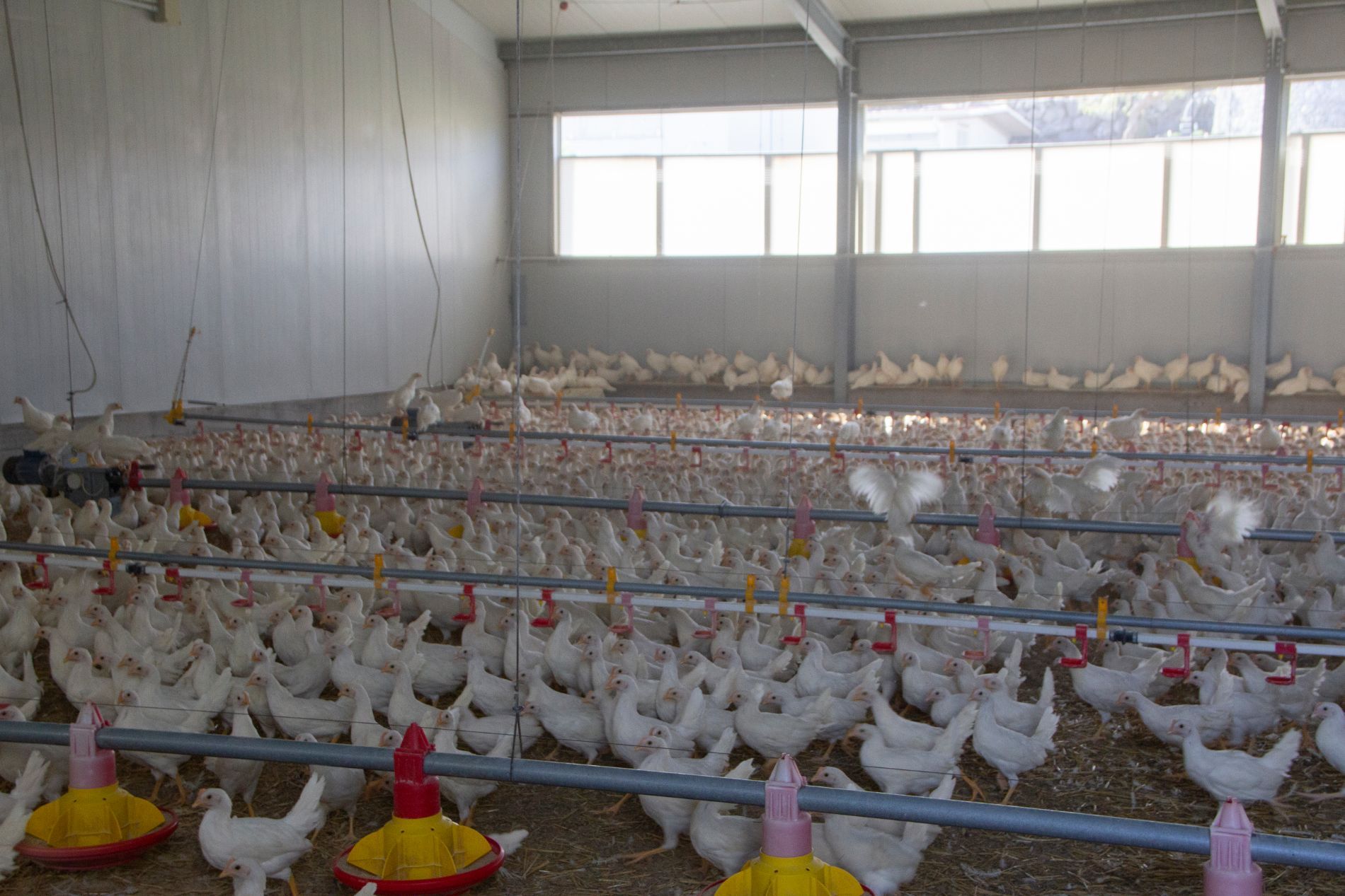 cortile interno per allevamento pollame