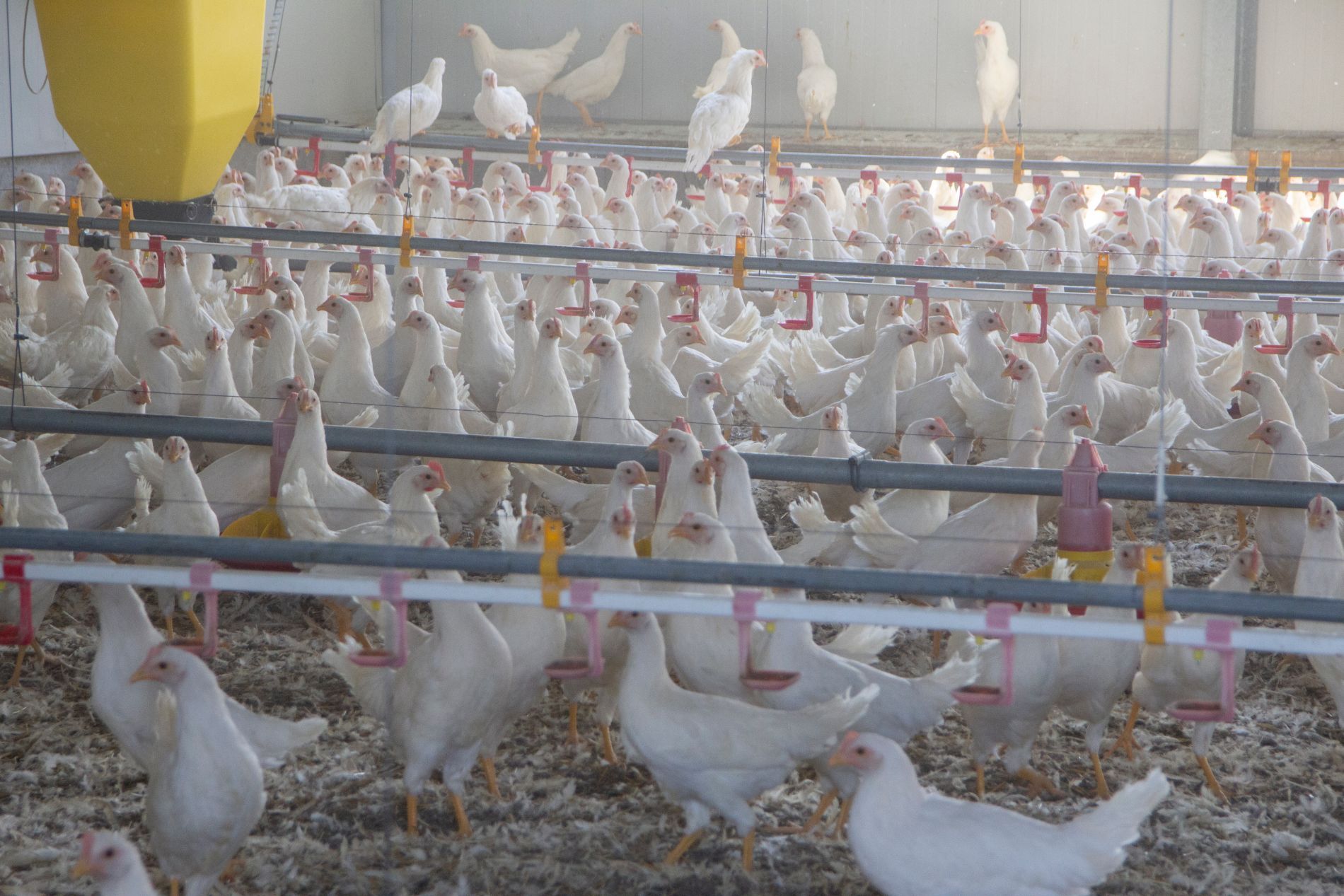 cortile per allevamento pollame