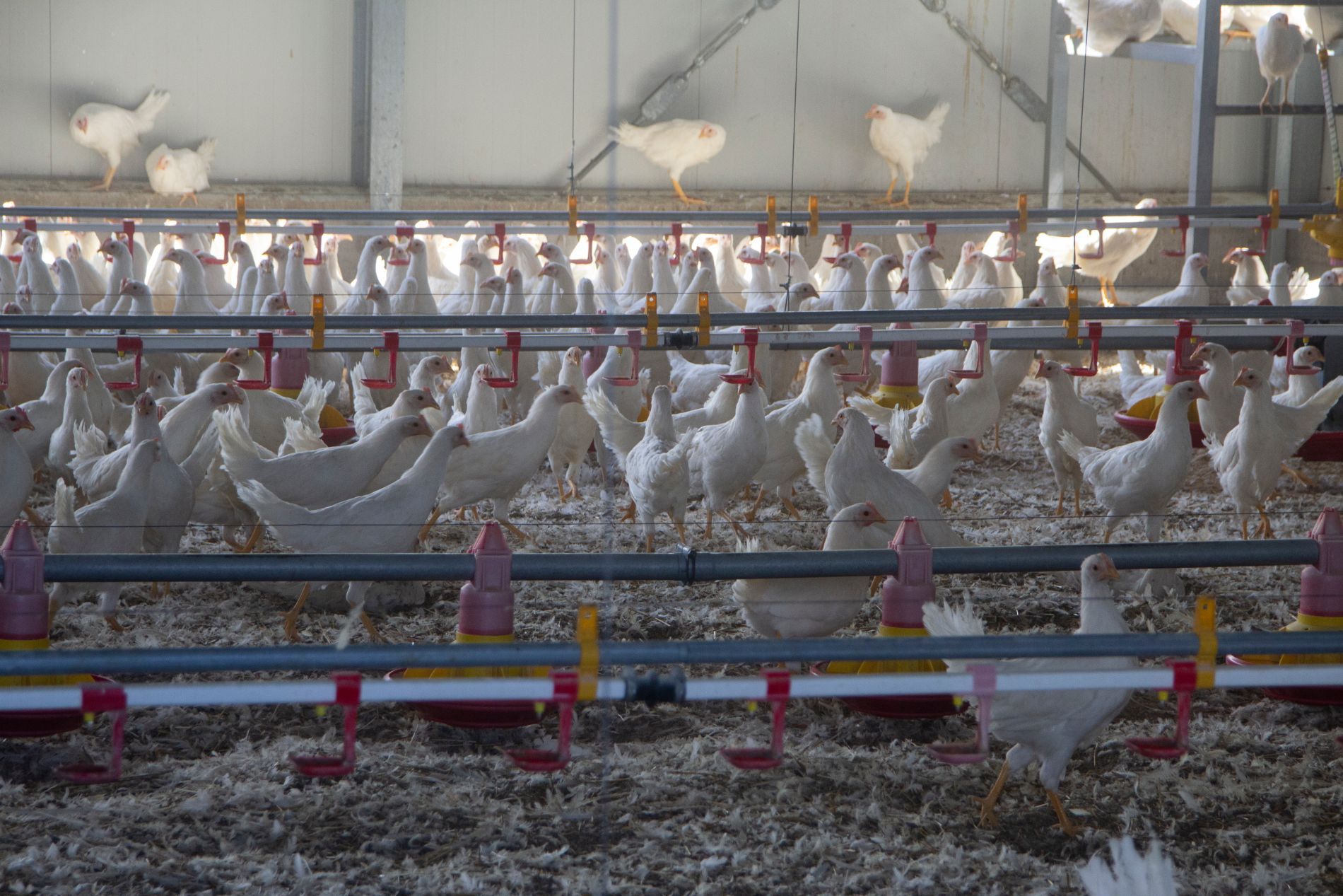 allevamento galli e galline