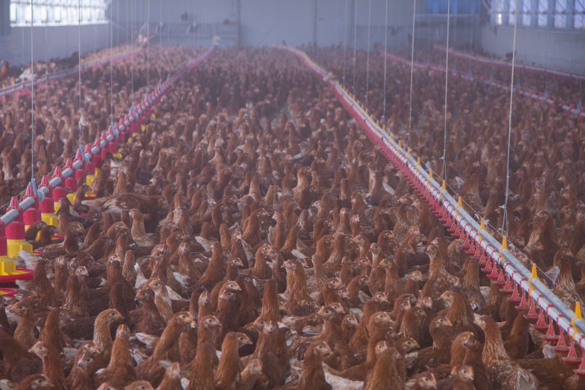 allevamento pulcini e galline a terra