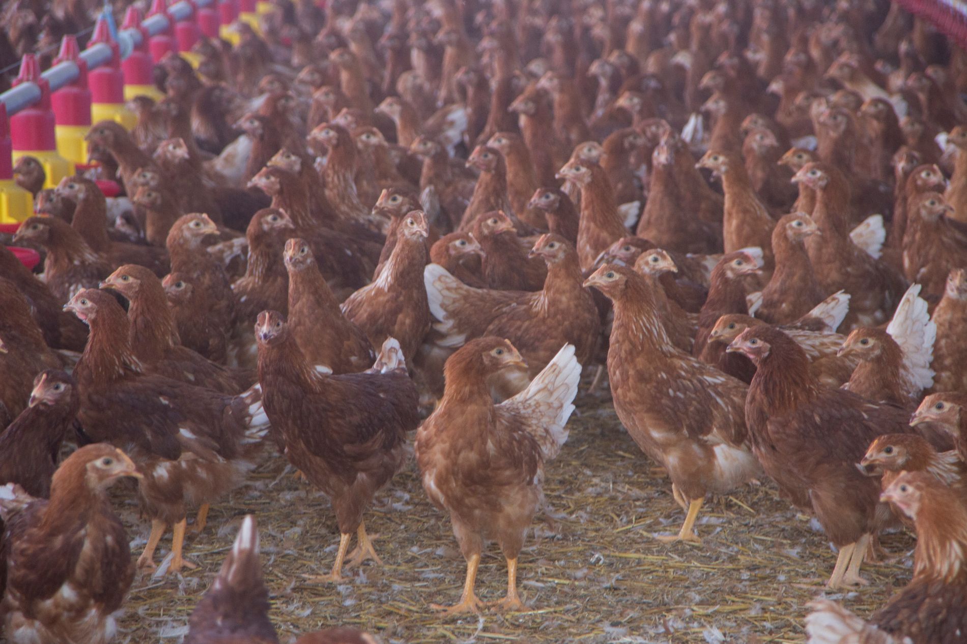 galline allevamento a terra