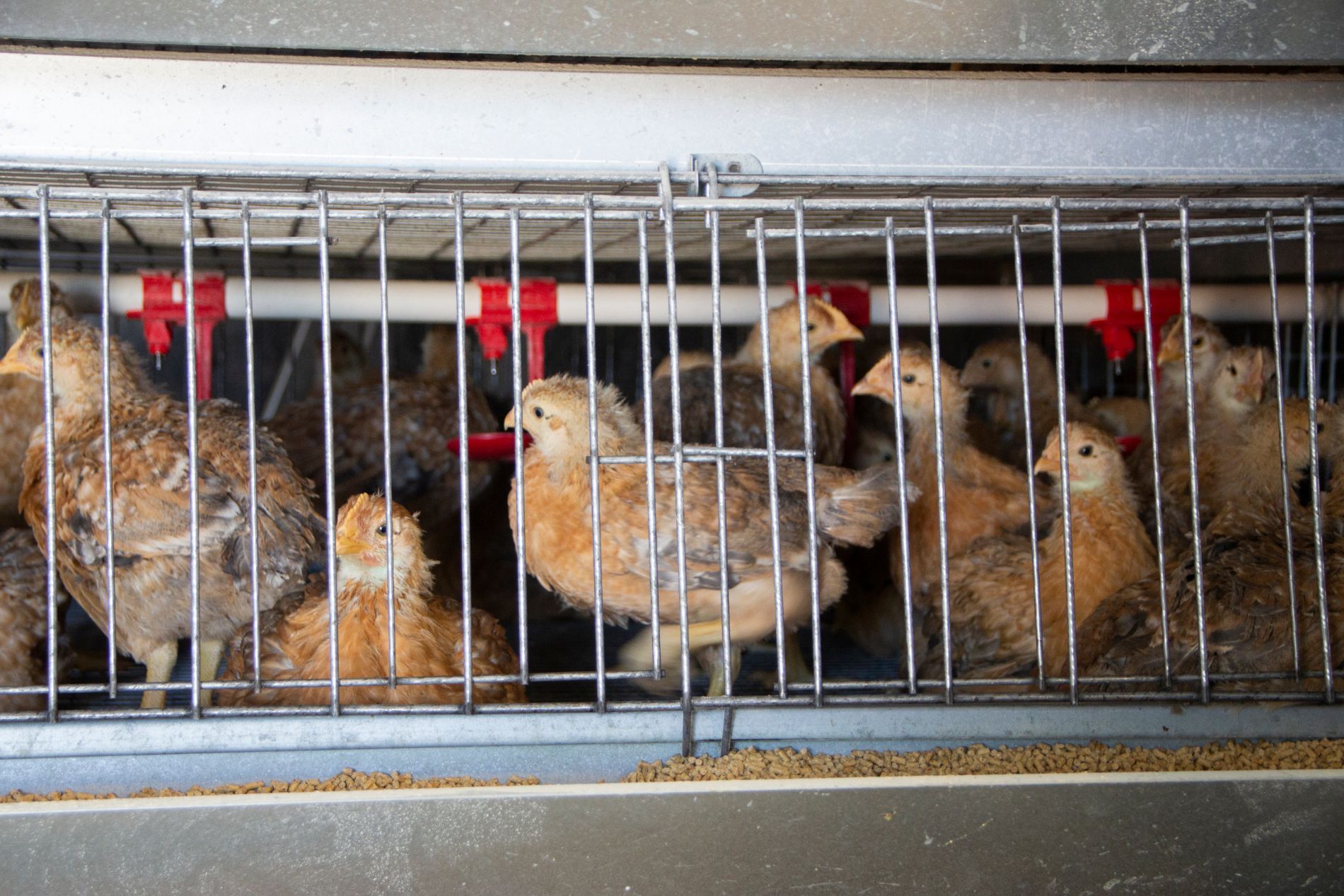 stia per allevamento aviario