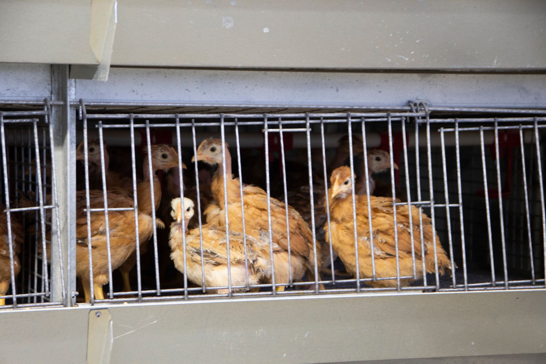 stia per allevamento pollame