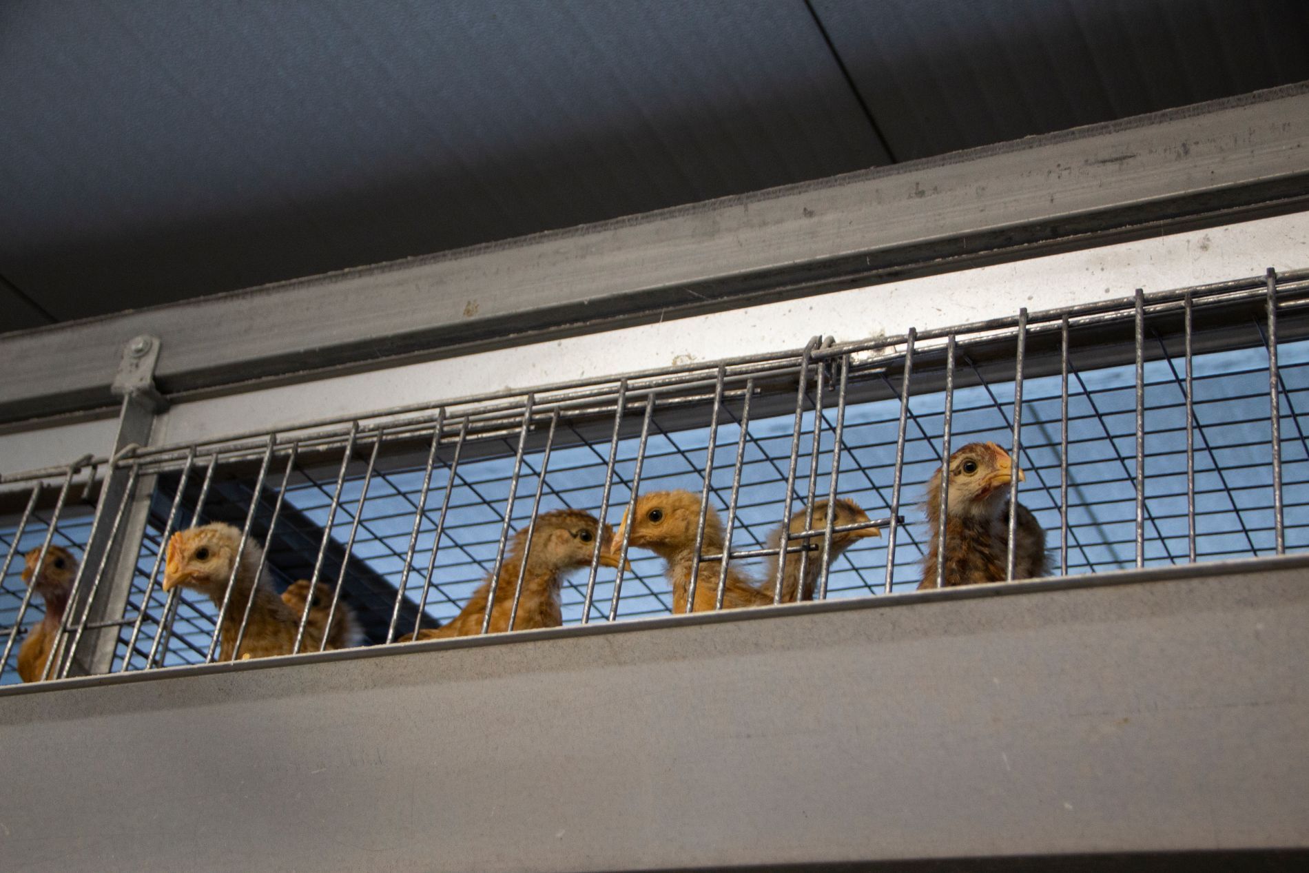 gabbie per allevamento aviario