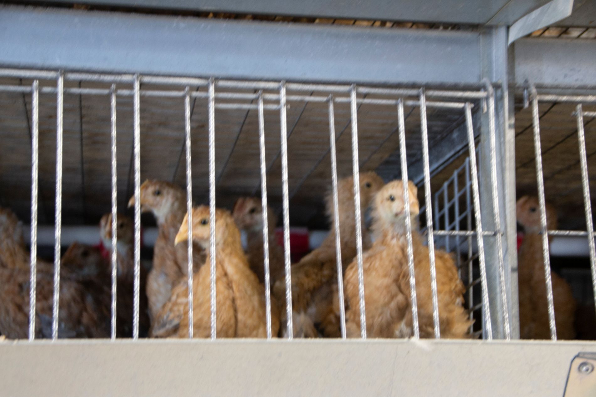 stia per allevamento pulcini