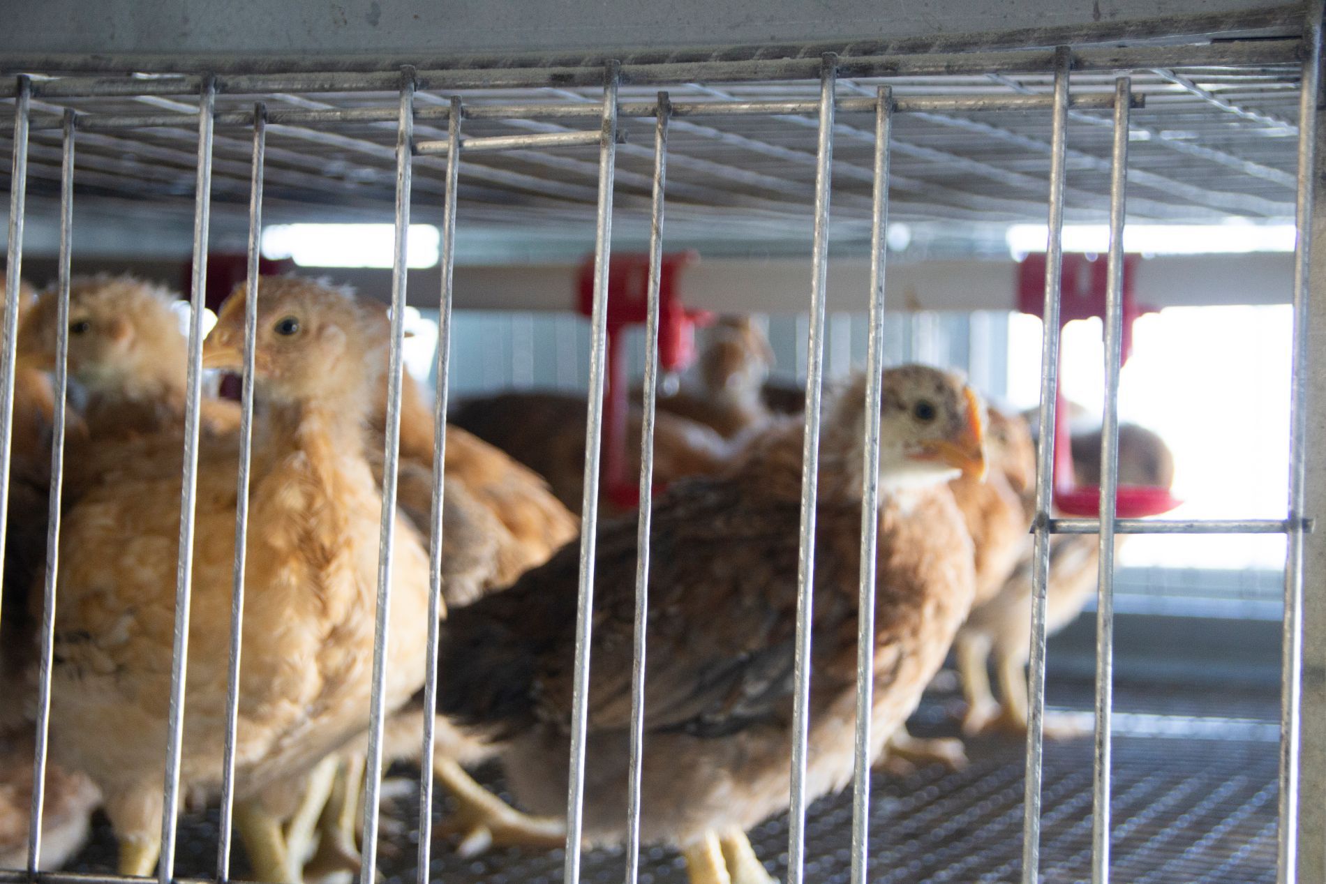 pulcini di gallina allevati