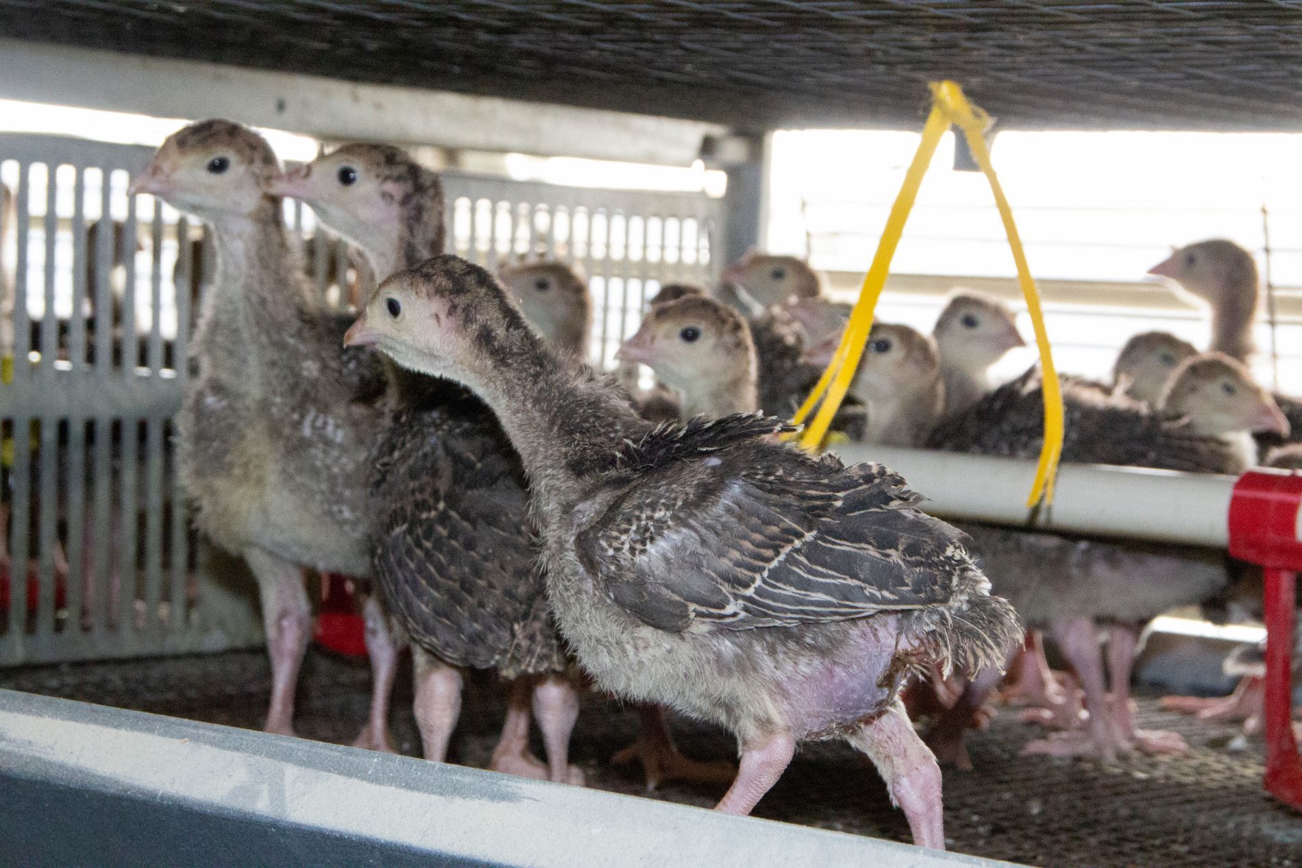 allevamento polli neri