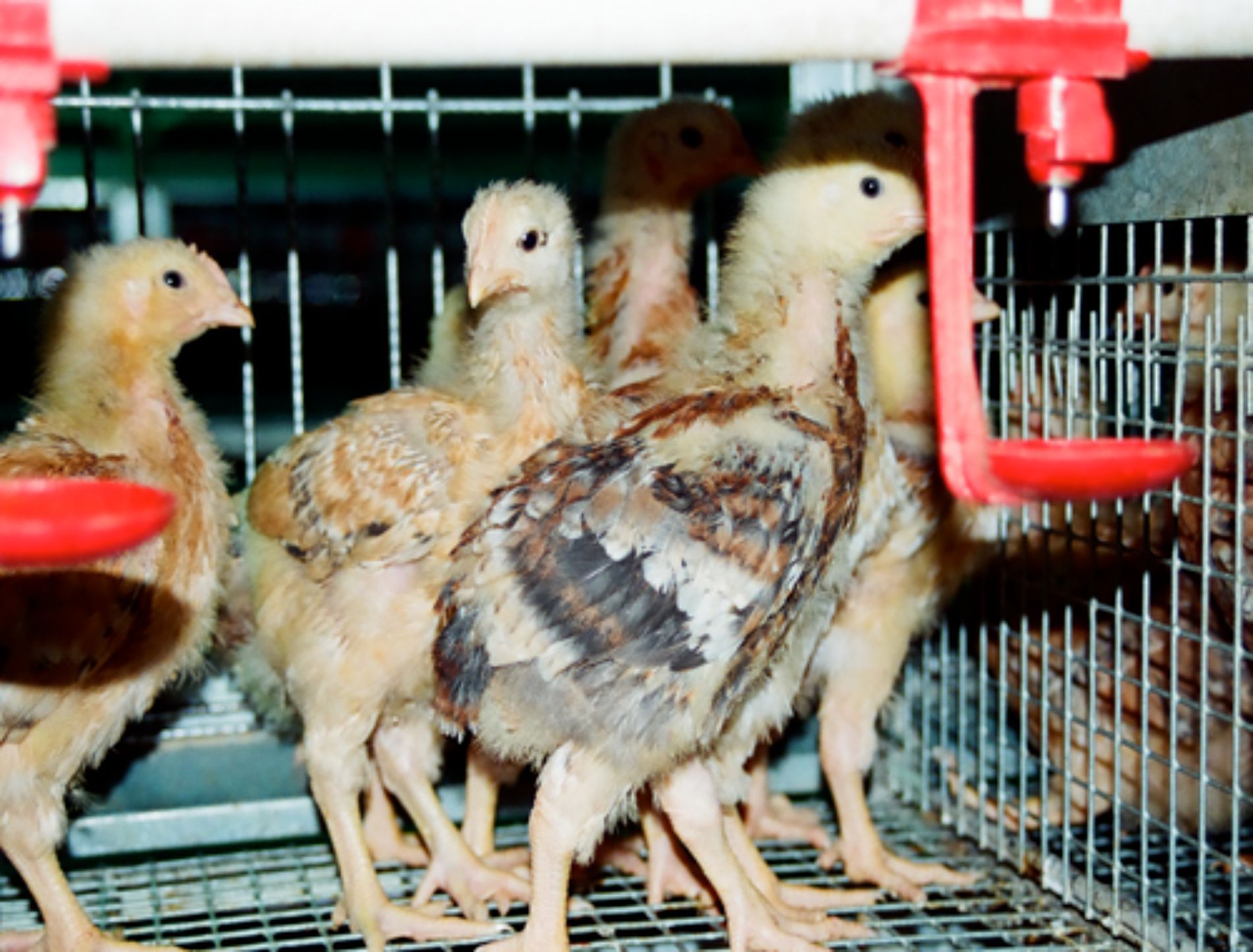 gabbie d'allevamento pulcini