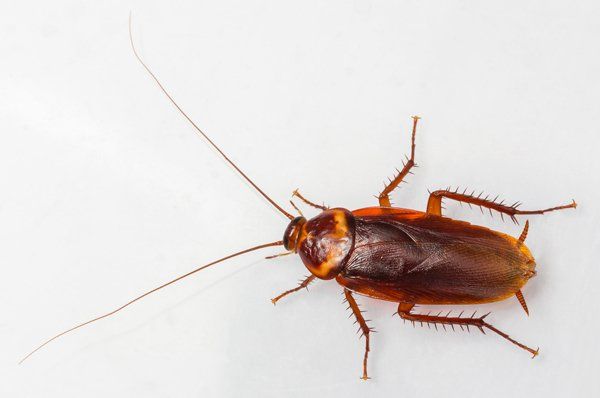 american cockroach