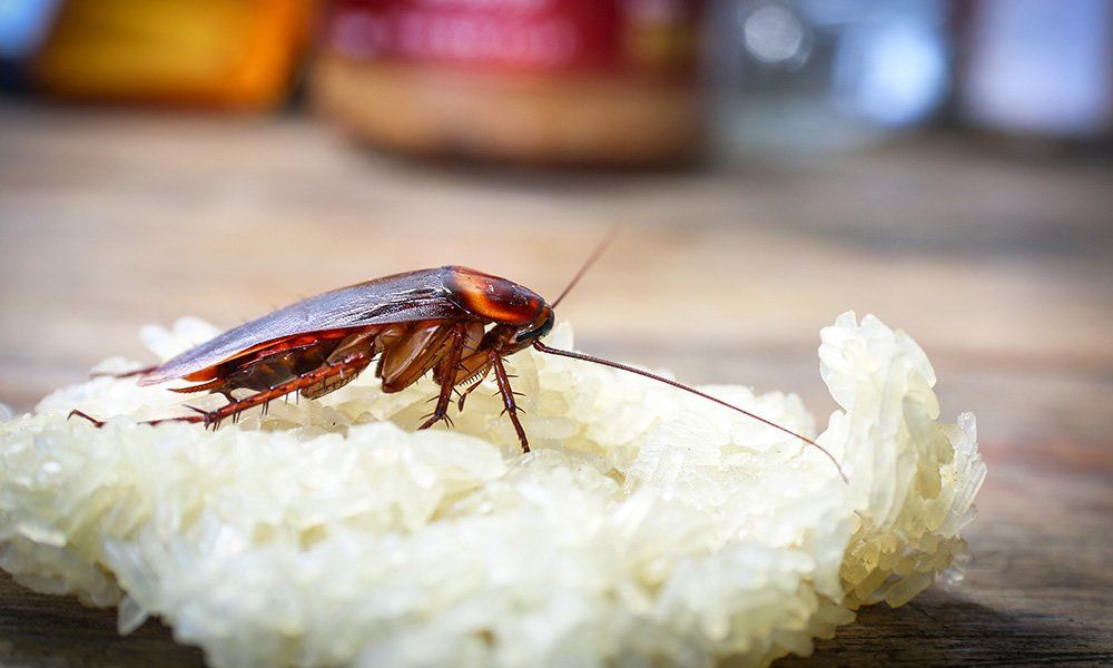 Cockroach crawling over food in a kitchen in Erina, NSW