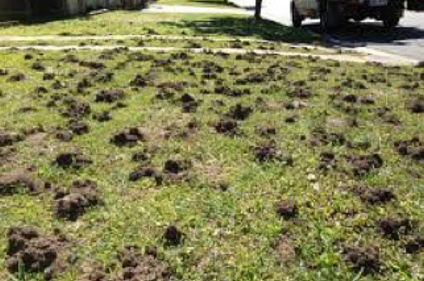 ant funnels on lawn