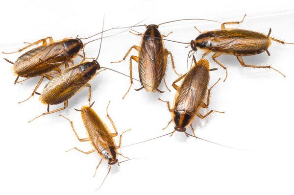 german cockroaches