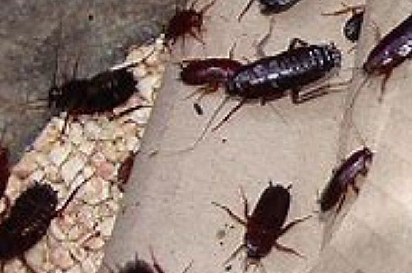 Oriental Cockroaches in a home on the Central Coast