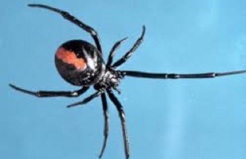redback spider hanging