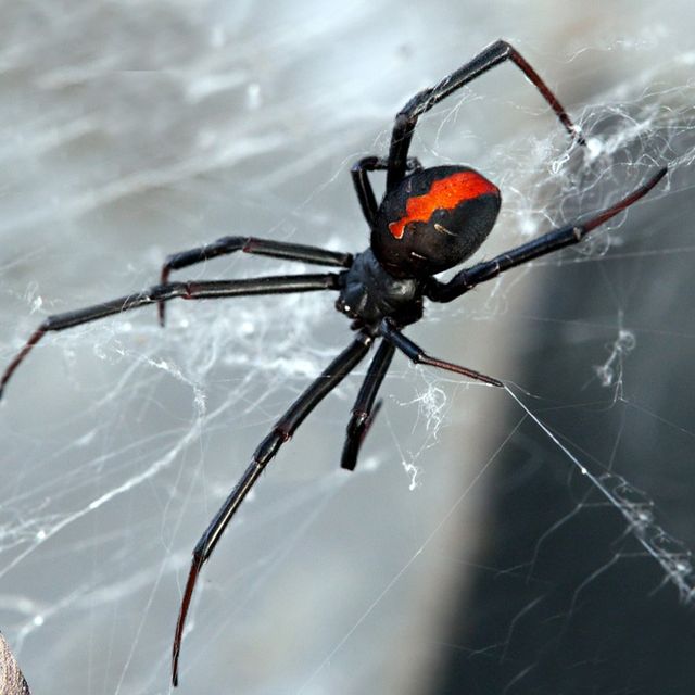 Red Back Spider | Pests Library | United Pest Management