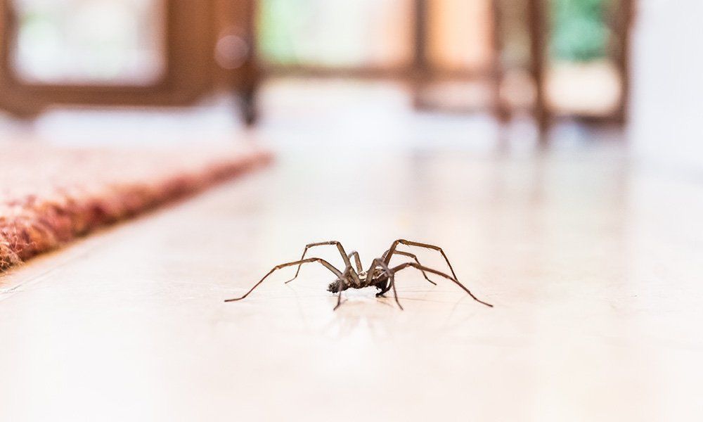 Spider crawling through home in Erina, NSW