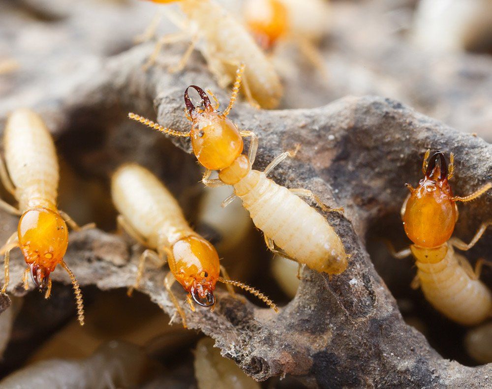 termite inspections central coast